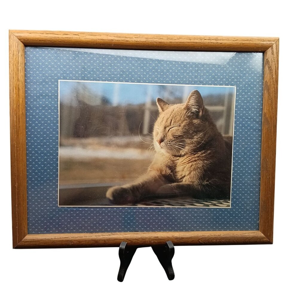 Vintage Framed Tabby Cat Photography Wall Art in Rustic Oak Frame